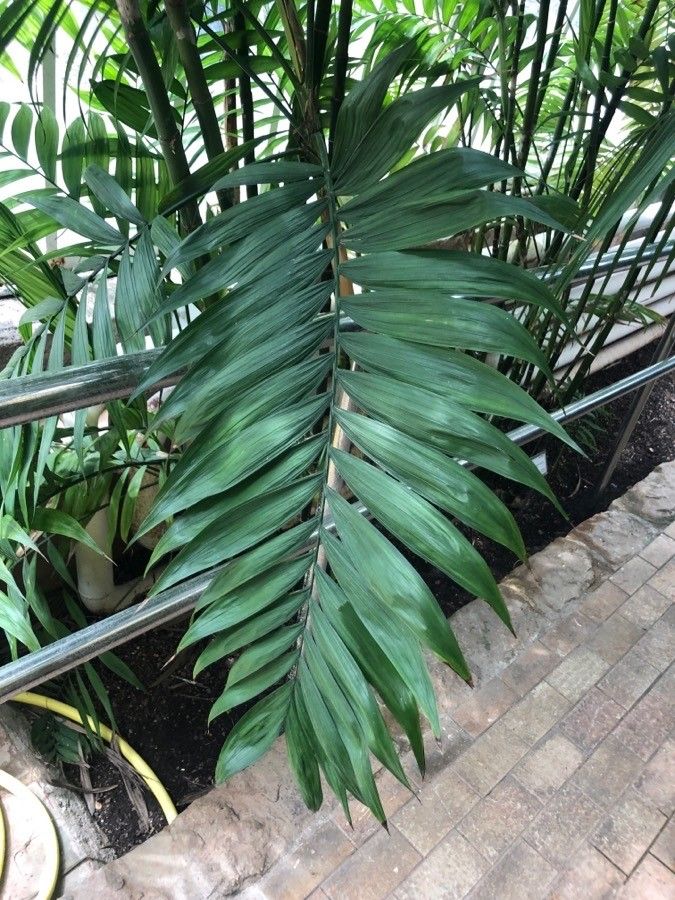 Chamaedorea costaricana leaf