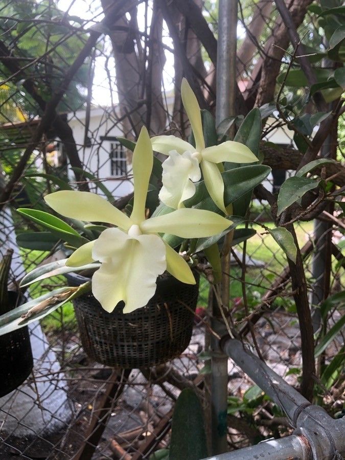 Rhyncholaelia glauca flower