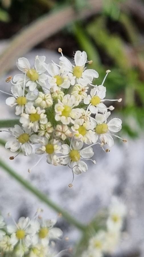 Athamanta cretensis flower