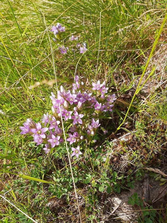 Gentianella ramosa habit
