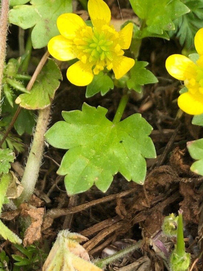 Ranunculus muricatus leaf