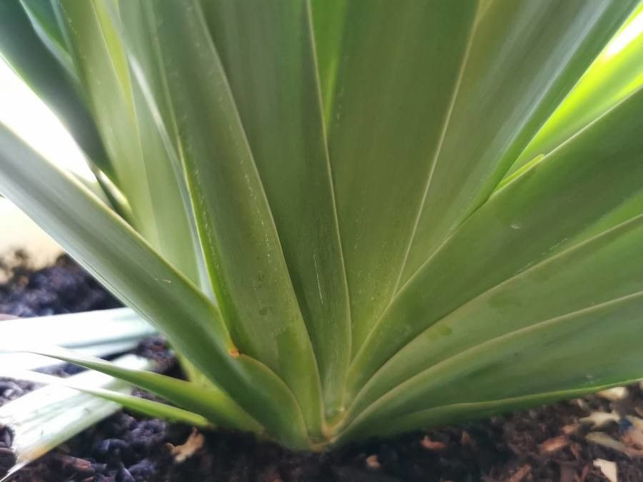 Neomarica gracilis leaf