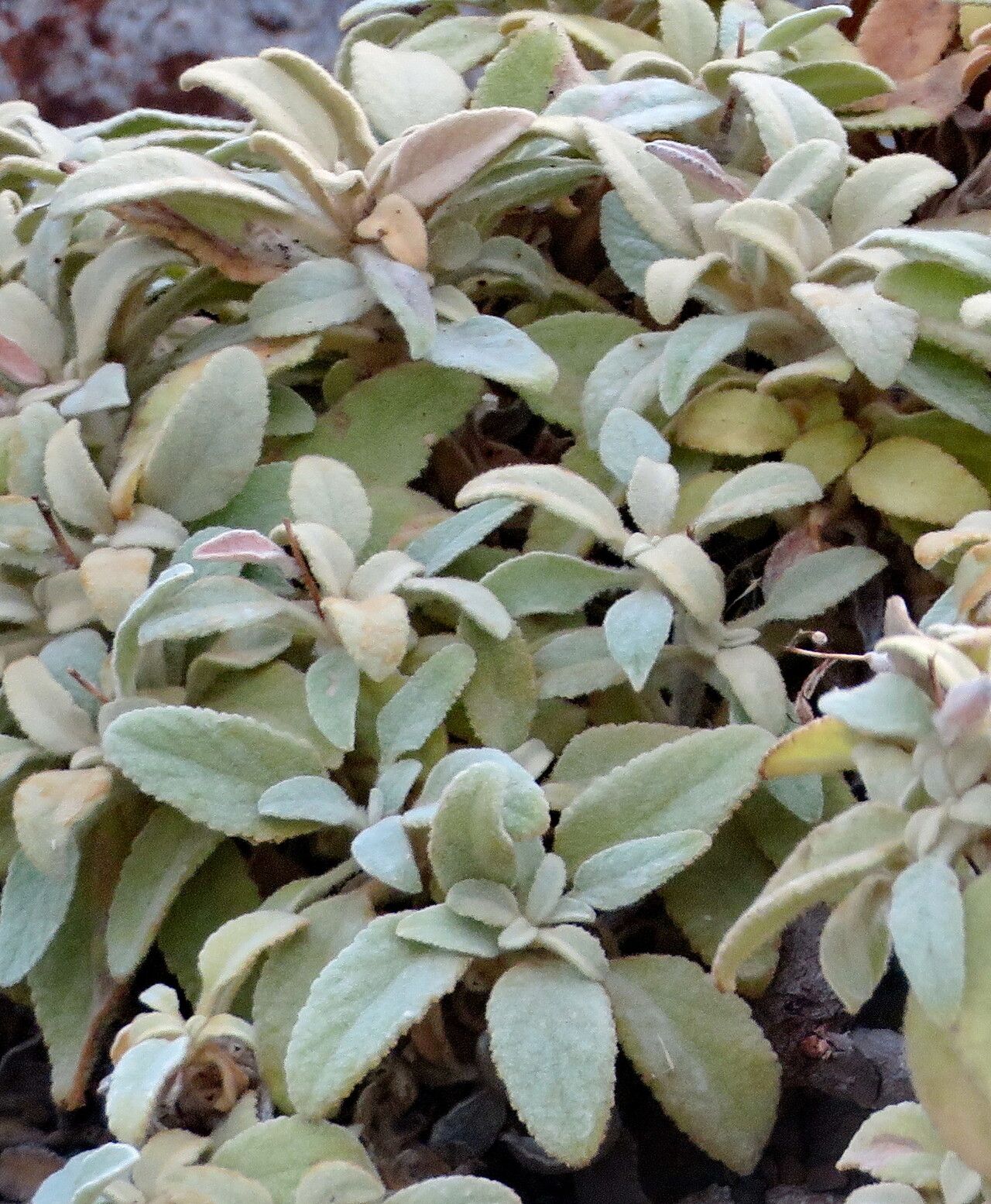 Verbascum dumulosum — search result for 'Verbascum'