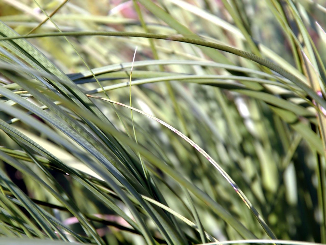 Nolina georgiana — houseplant care guide