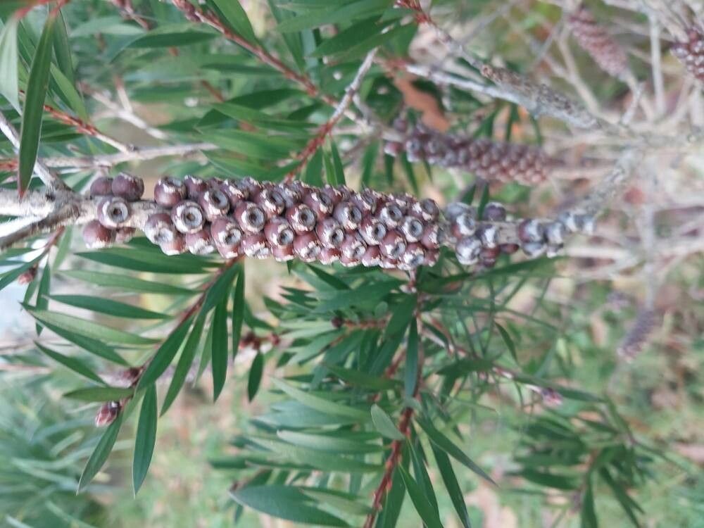 Callistemon flavovirens fruit