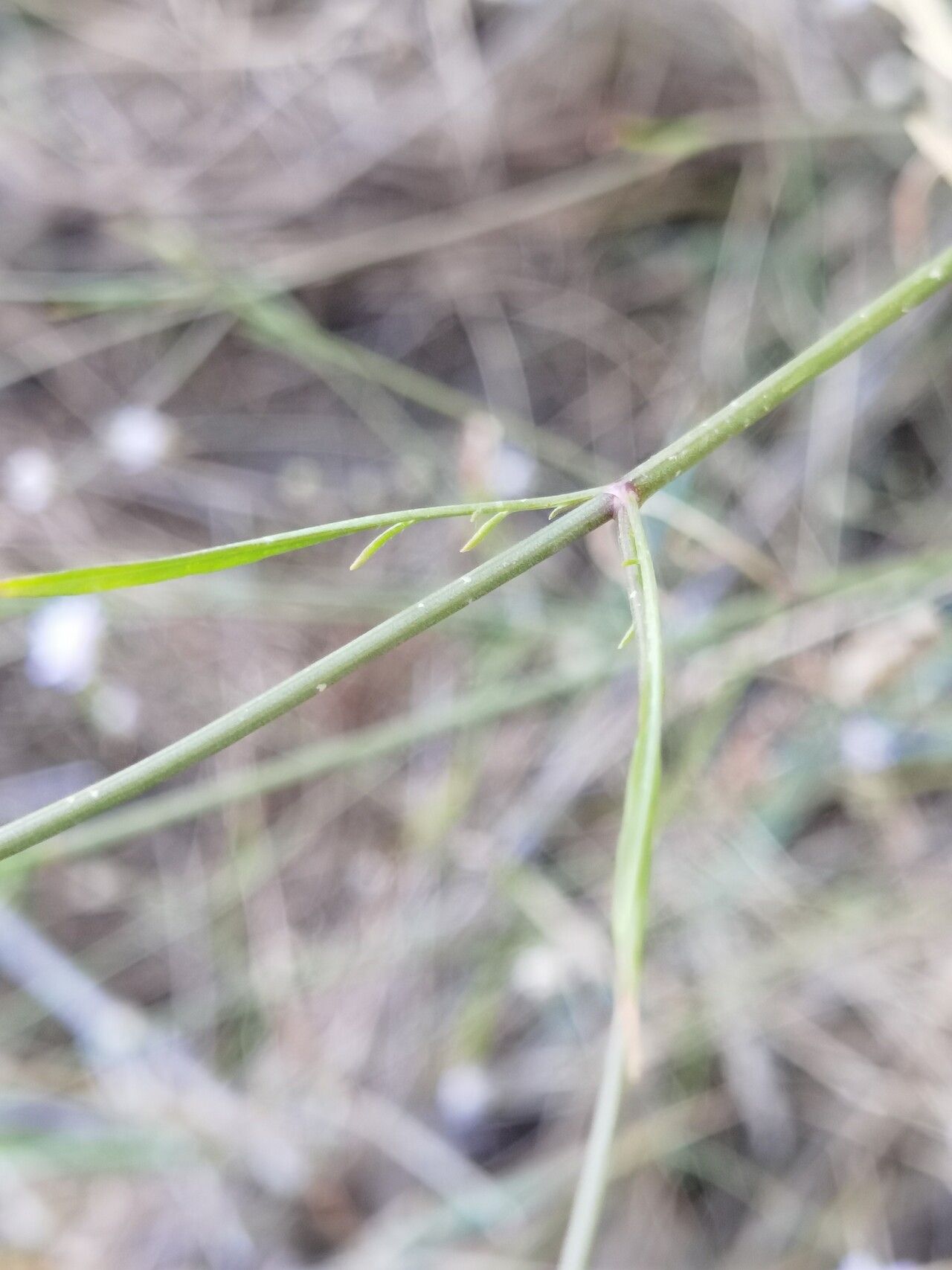 Cephalaria transsylvanica — search result for 'Cephalaria'