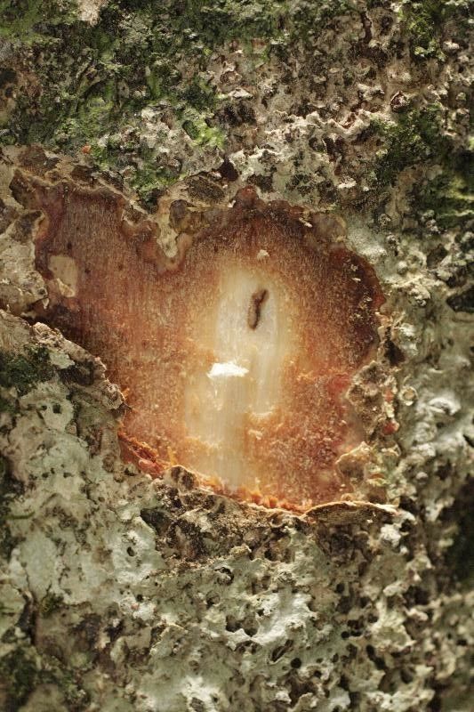 Talisia hexaphylla other