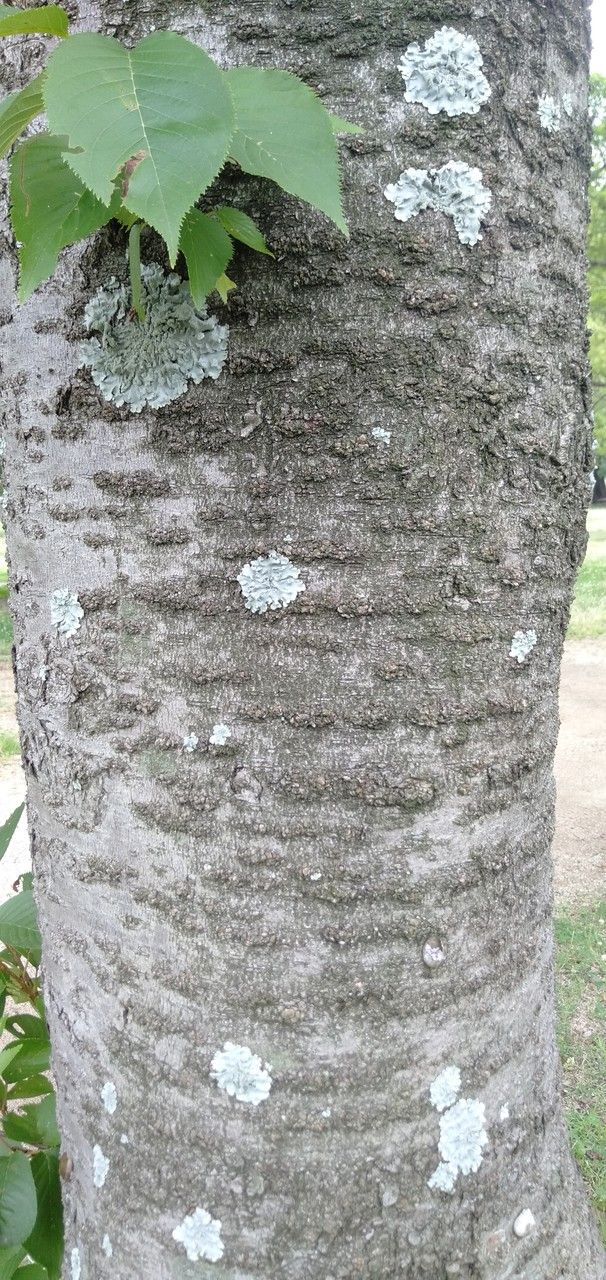 Prunus × yedoensis bark