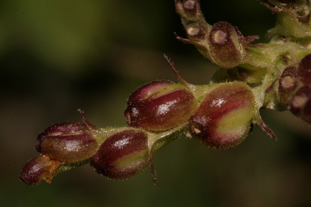 Fedia graciliflora fruit