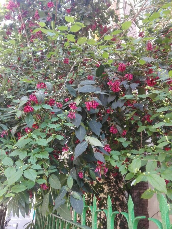 Cestrum elegans leaf