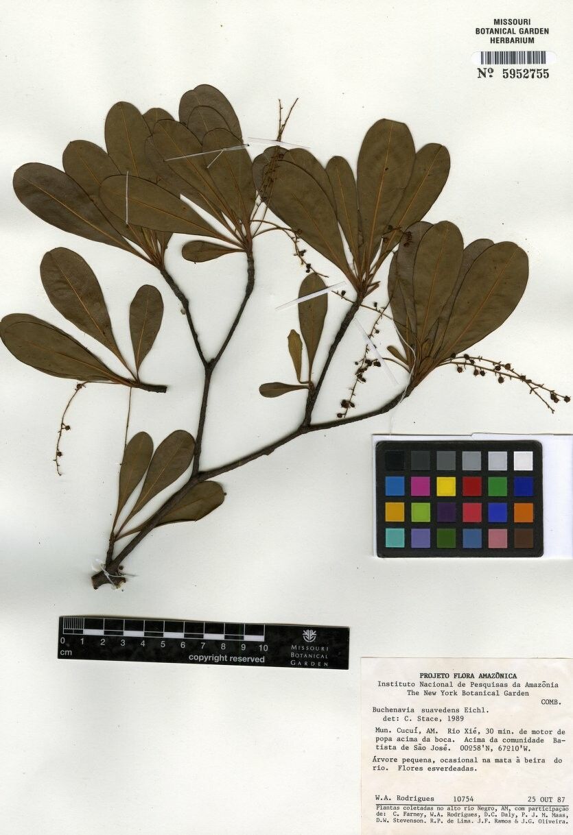 Terminalia suaveolens — search result for 'Terminalia'