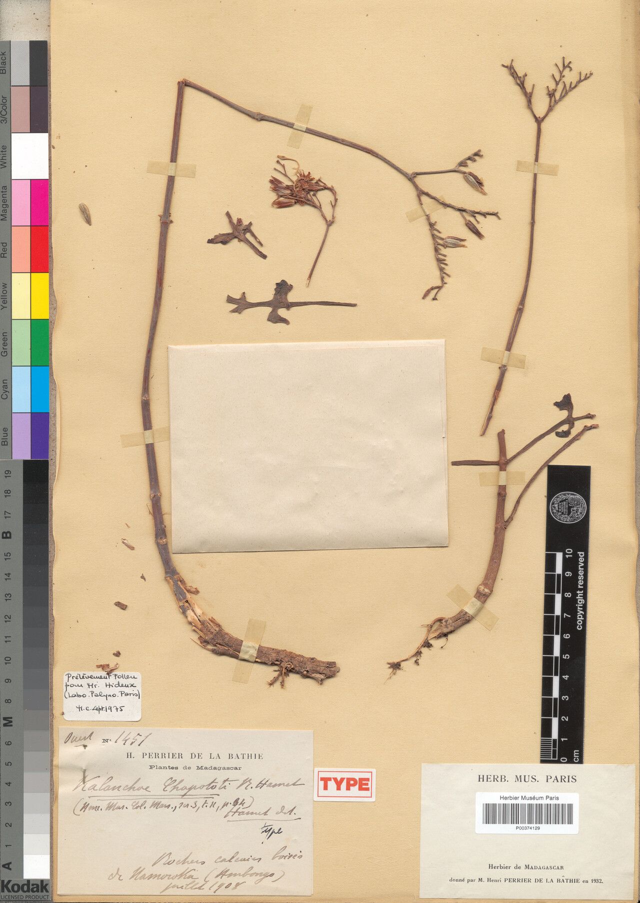 Kalanchoe chapototii — houseplant care guide