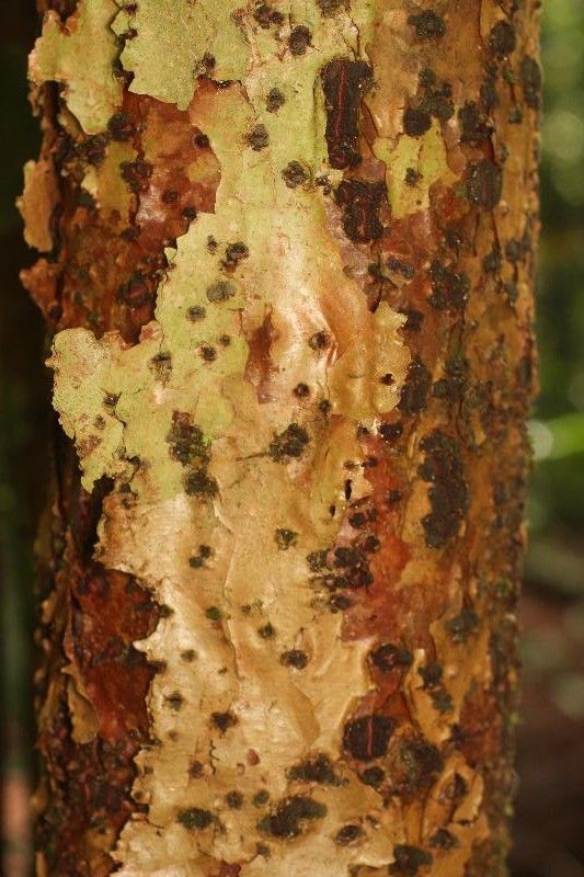 Jupunba barbouriana bark
