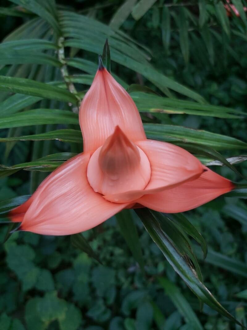Freycinetia multiflora flower