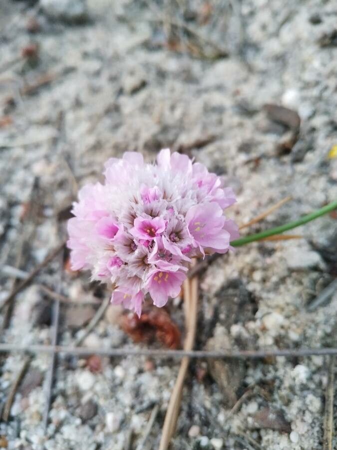 Armeria multiceps flower