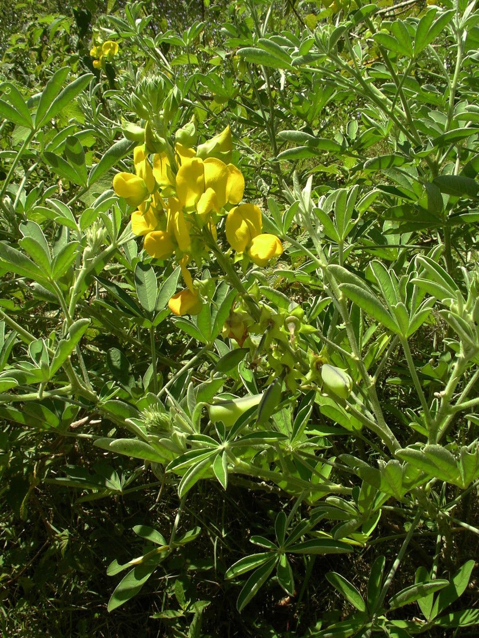 Crotalaria grahamiana habit