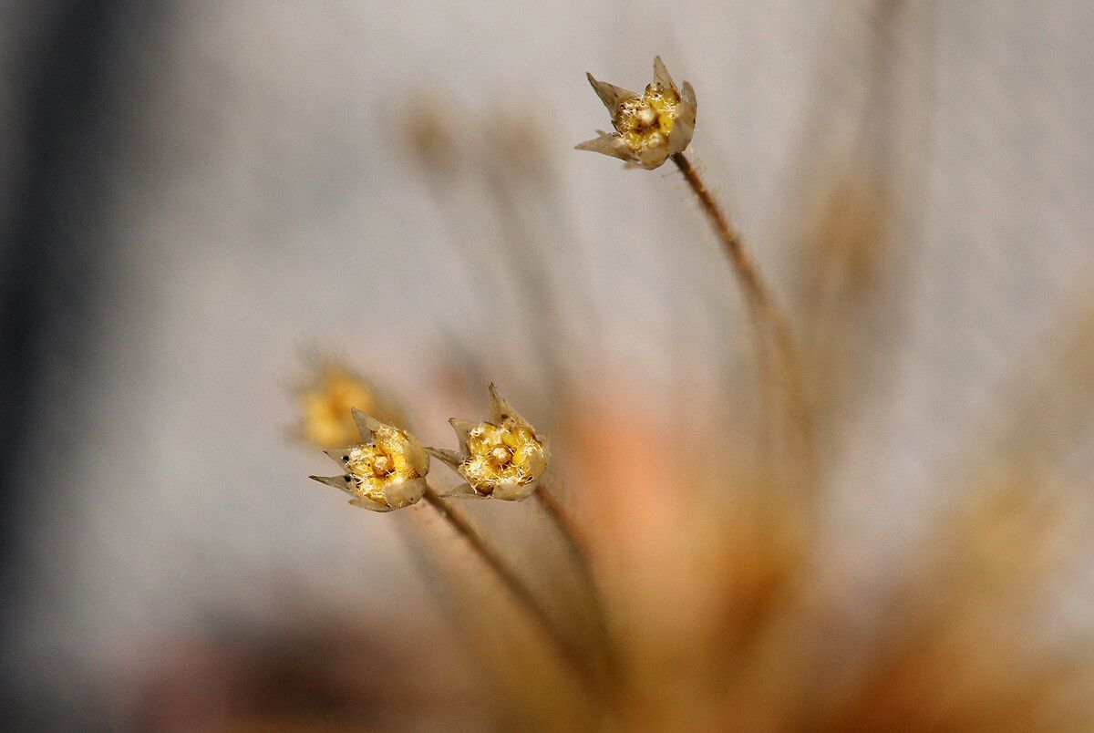 Syngonanthus welwitschii — houseplant care guide