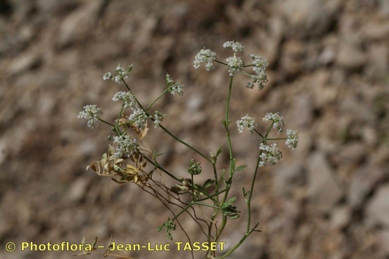 Bunium macuca flower