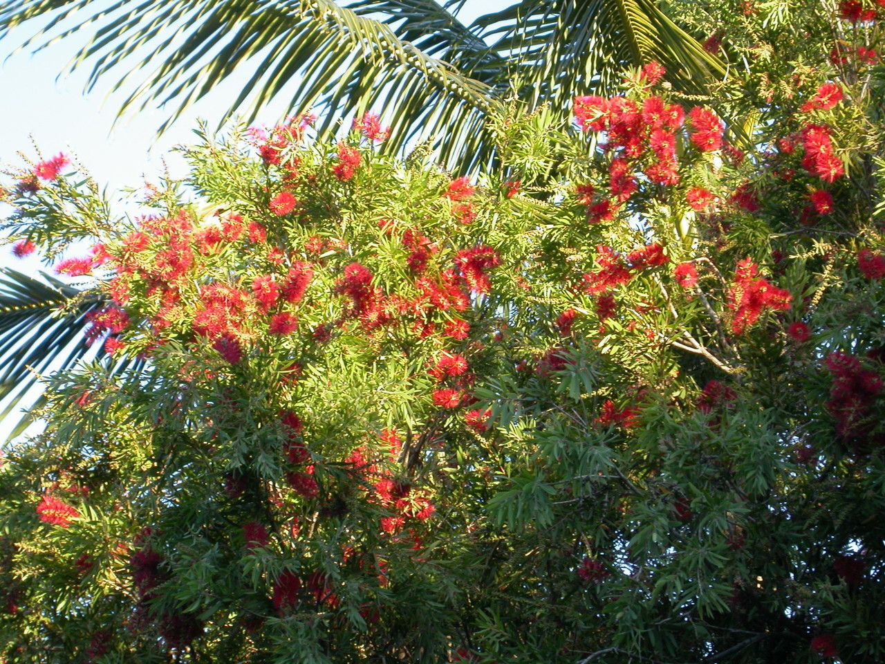 Callistemon viminalis flower