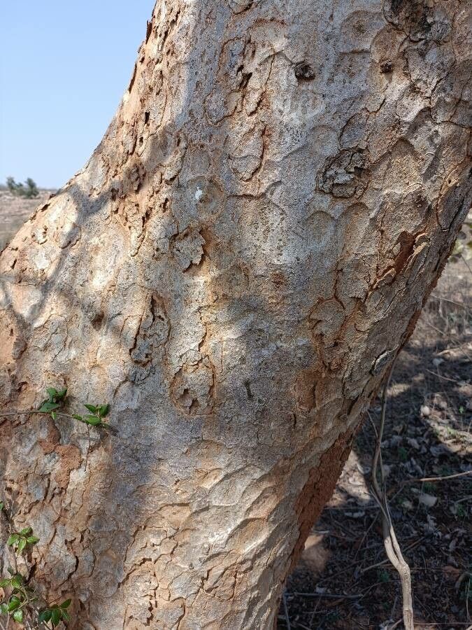 Lannea coromandelica bark