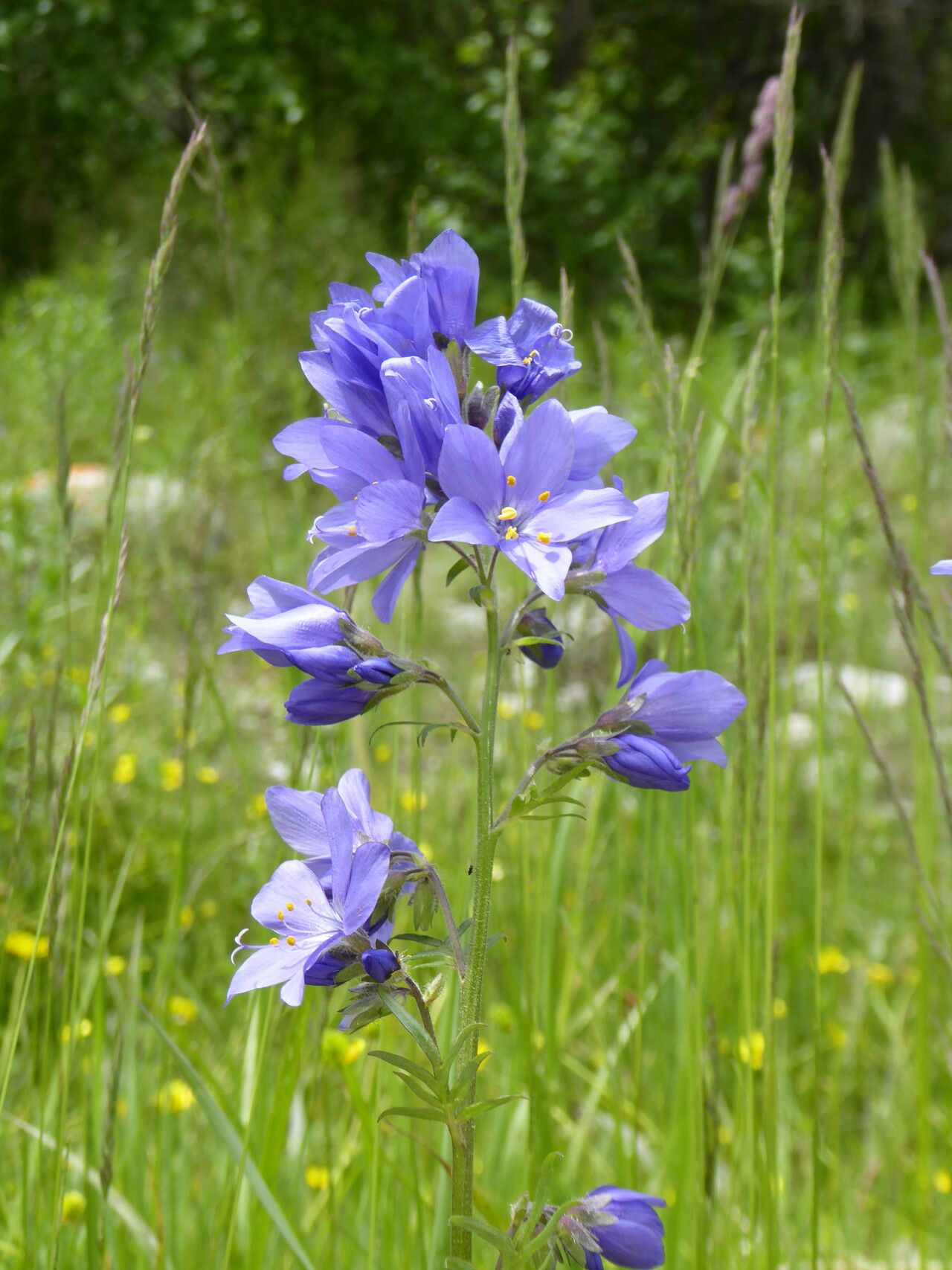 Polemonium caucasicum flower