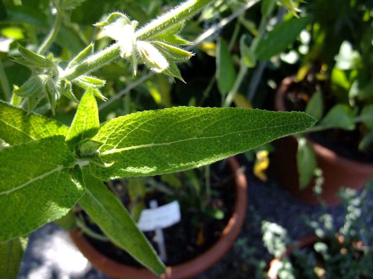 Salvia radula — houseplant care guide