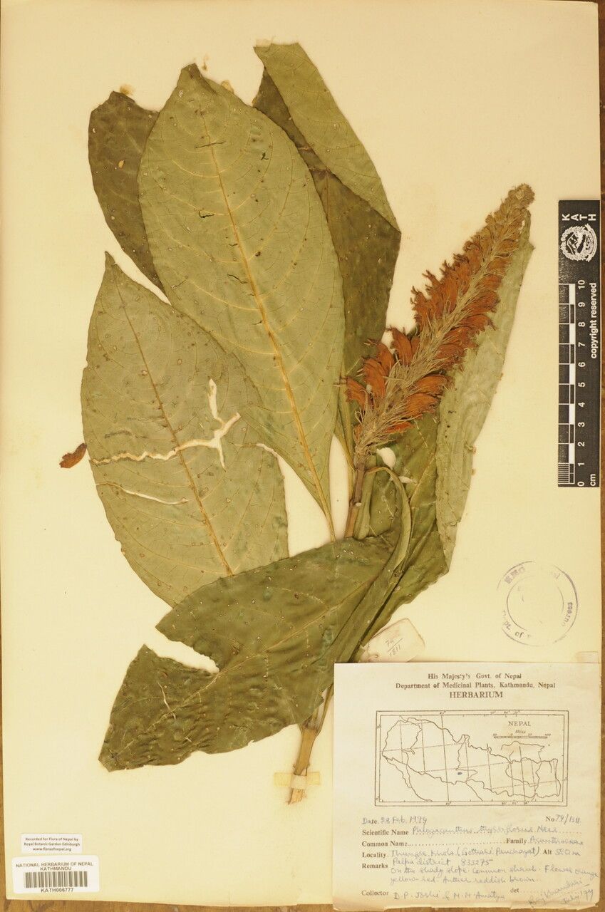 Phlogacanthus thyrsiformis other