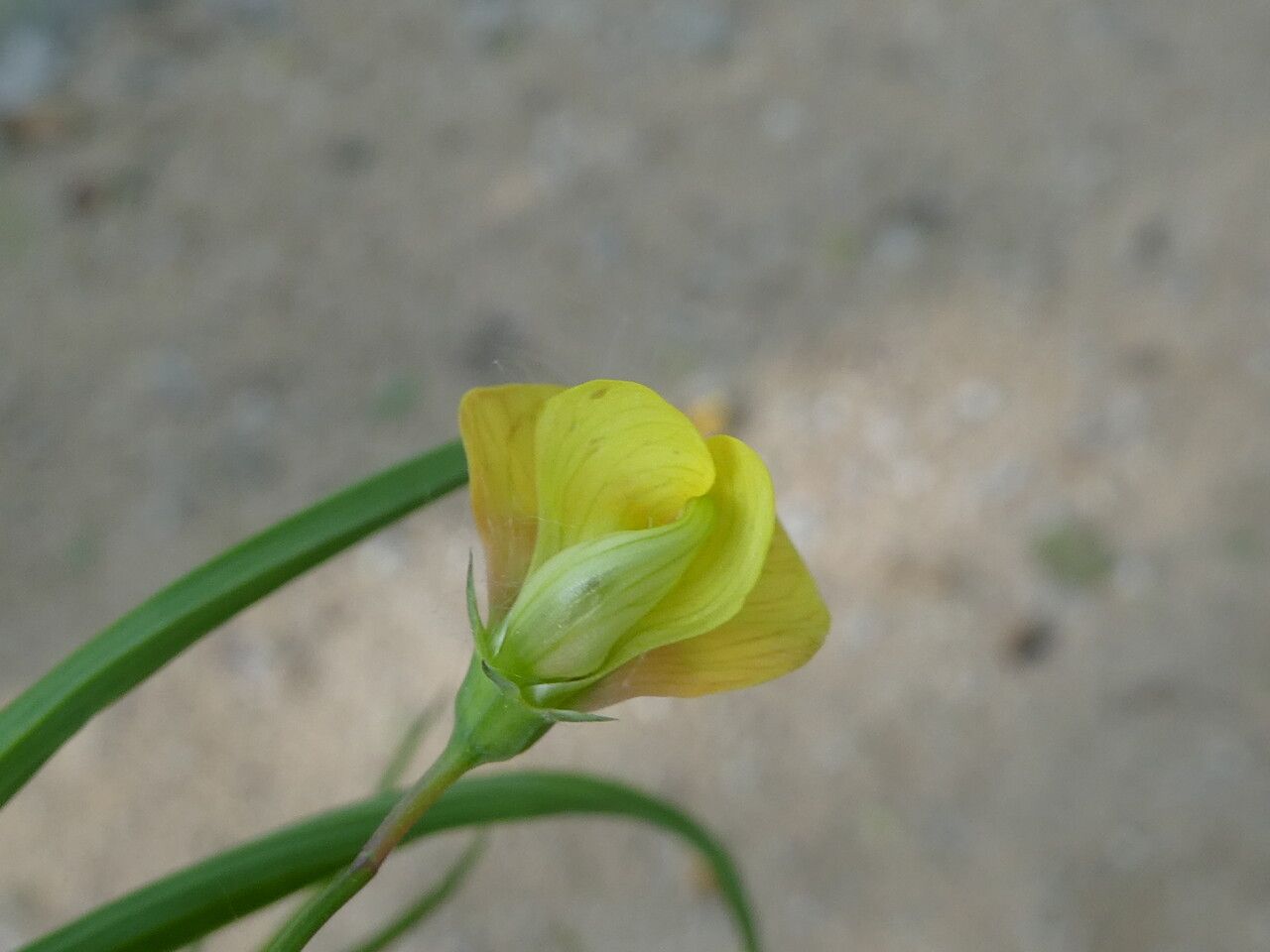Lathyrus annuus flower