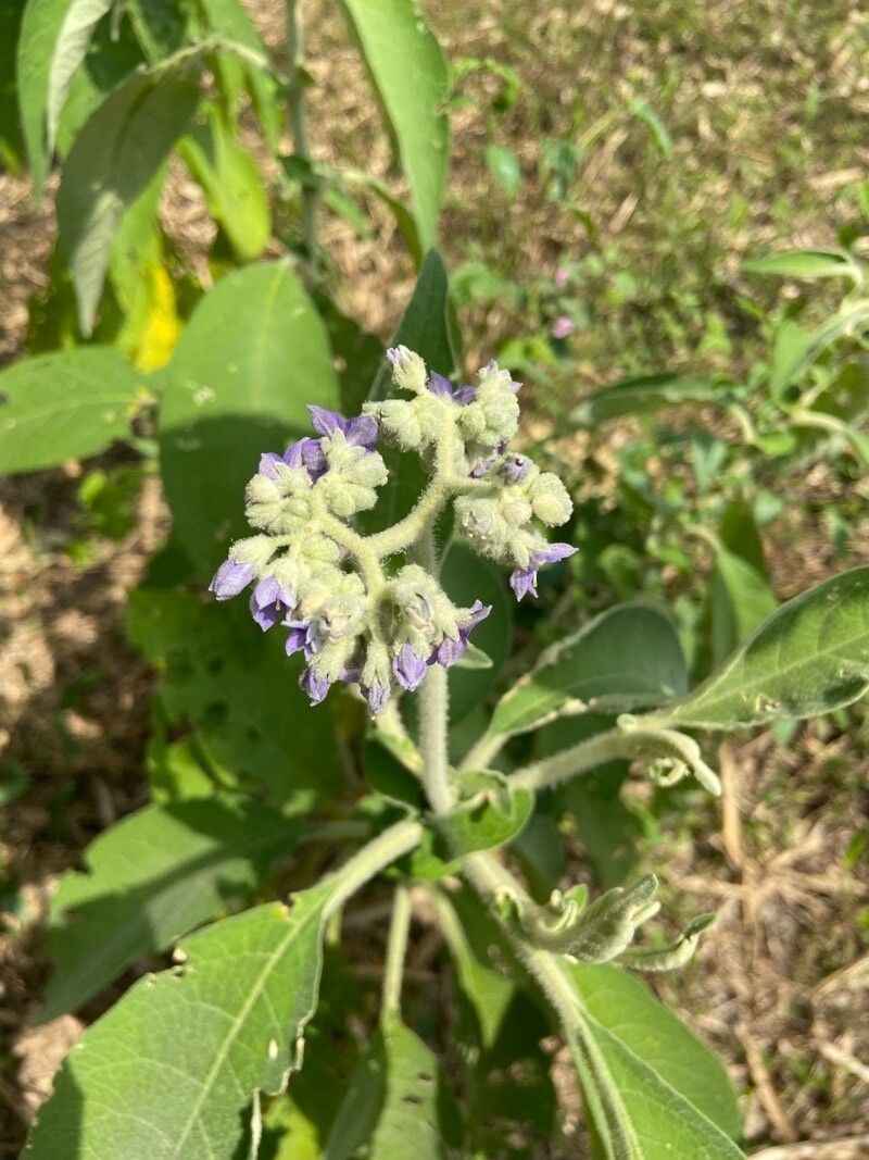 Solanum umbellatum flower