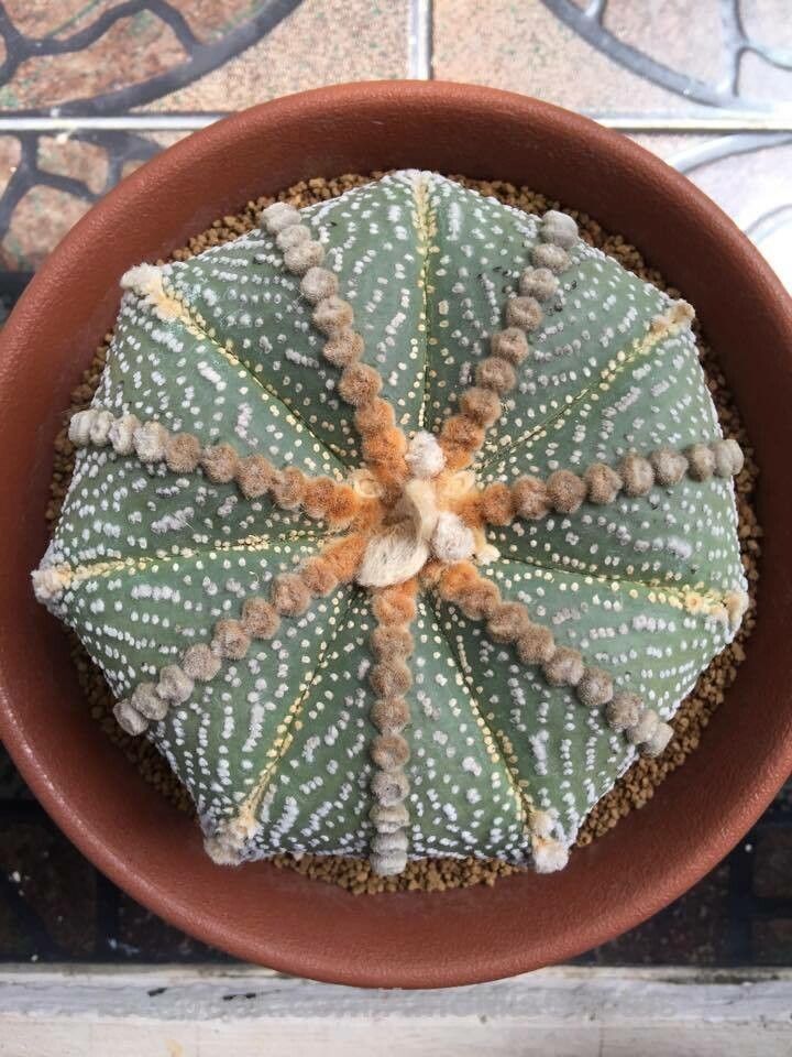 Astrophytum asterias — related species from the same genus