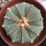Astrophytum asterias