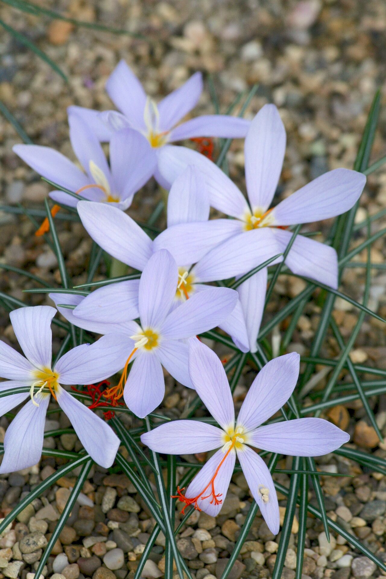 Crocus tournefortii flower