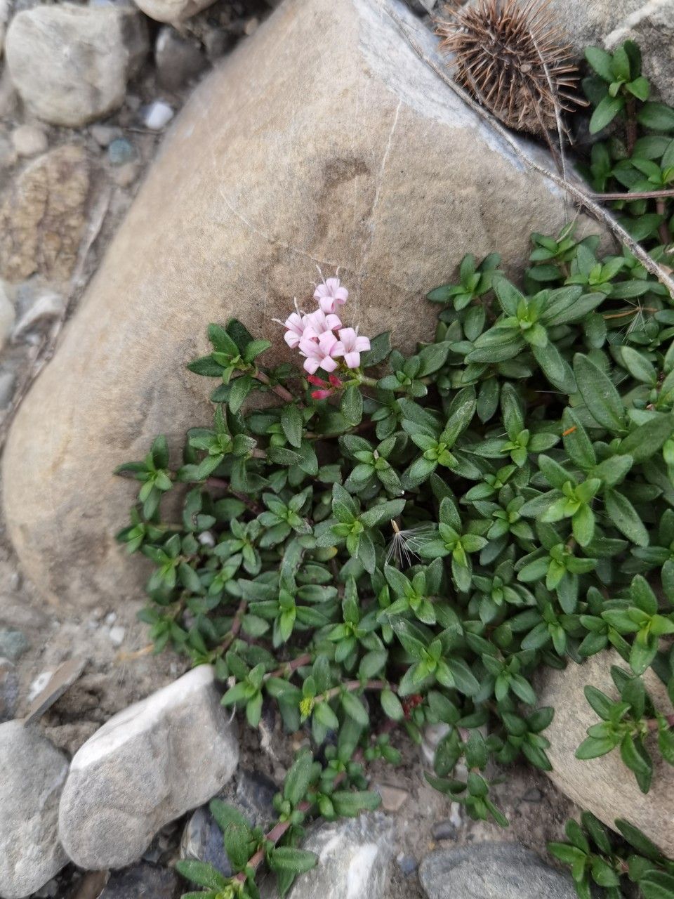 Plocama calabrica leaf