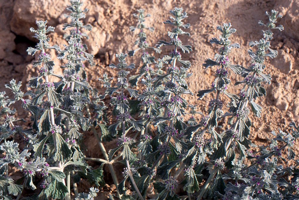 Marrubium alysson habit