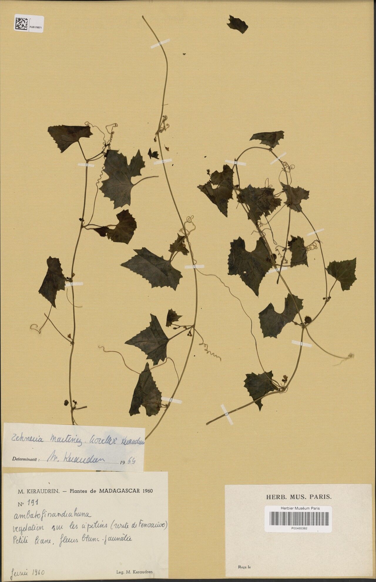 Zehneria martinez-crovettoi — houseplant care guide