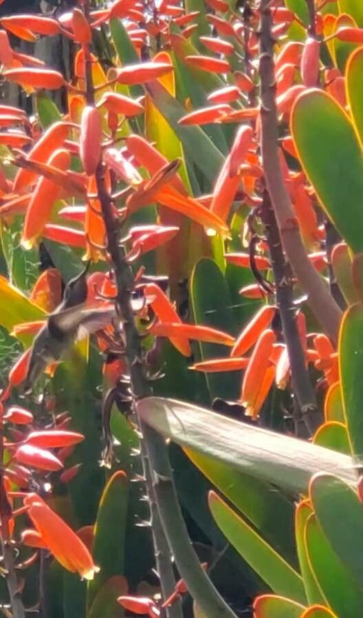 Penstemon centranthifolius flower