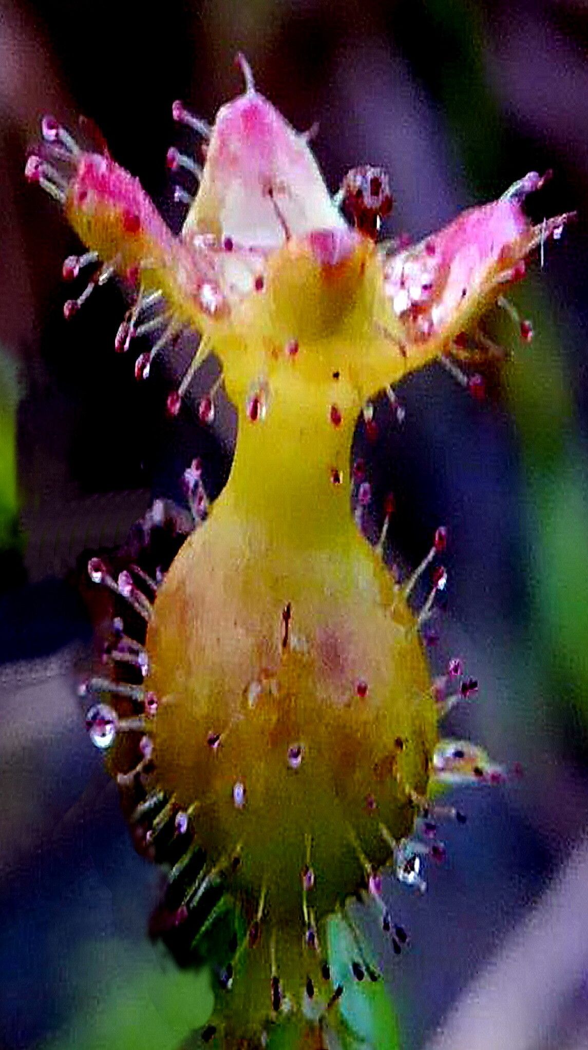 Rhexia nuttallii — houseplant care guide