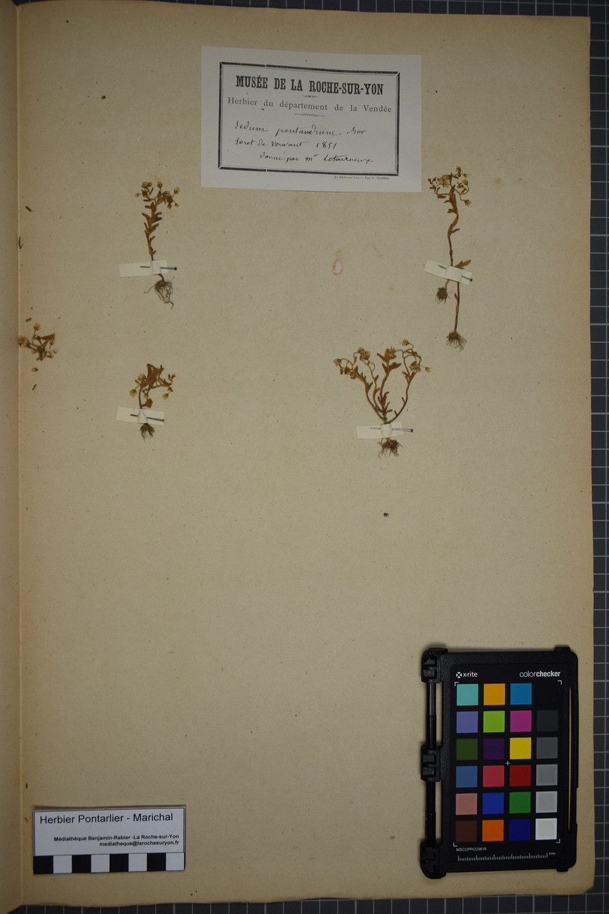 Sedum pentandrum — houseplant care guide