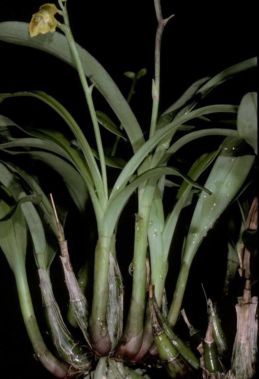 Polystachya pubescens bark