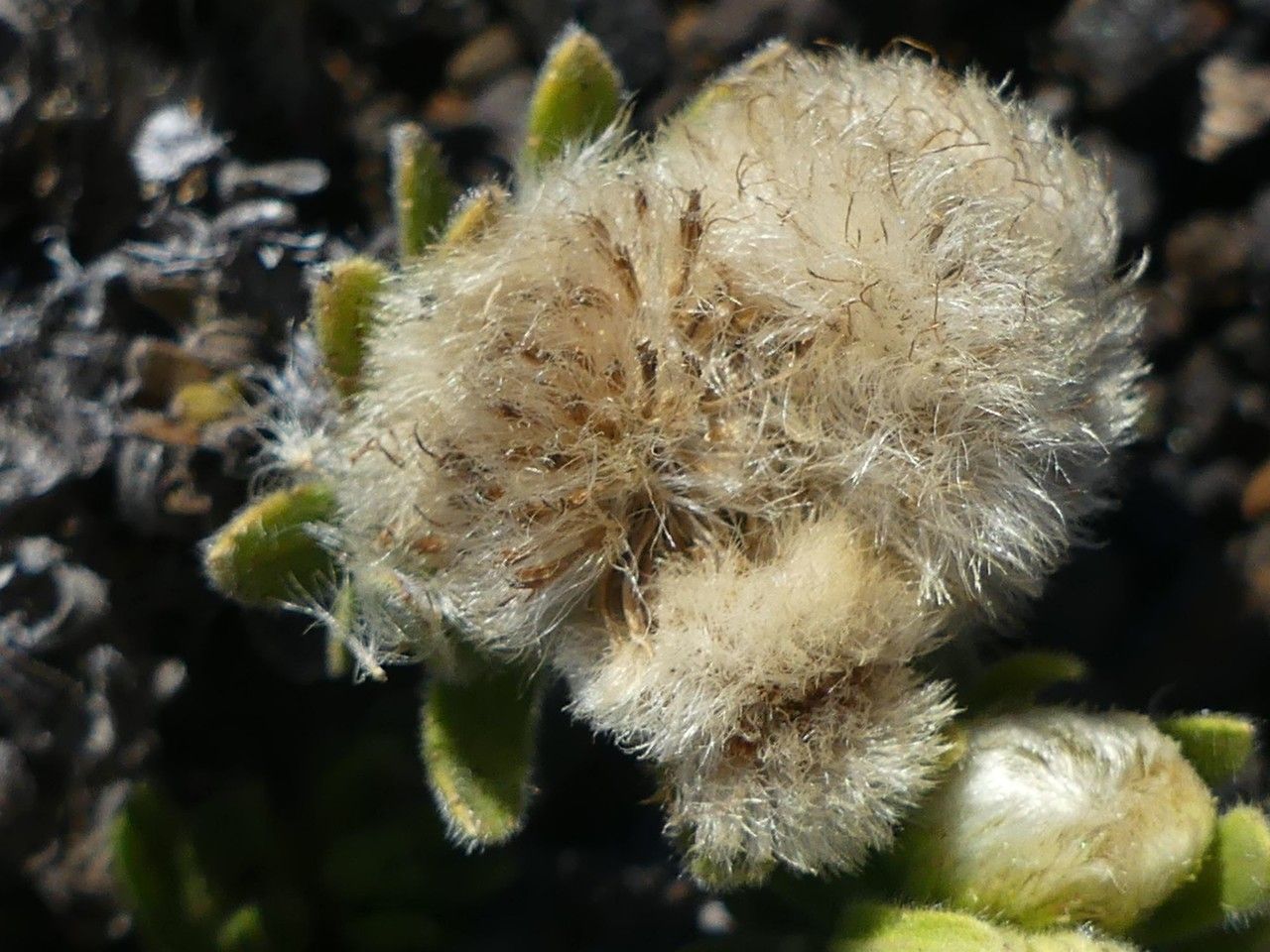 Psiadia callocephala fruit