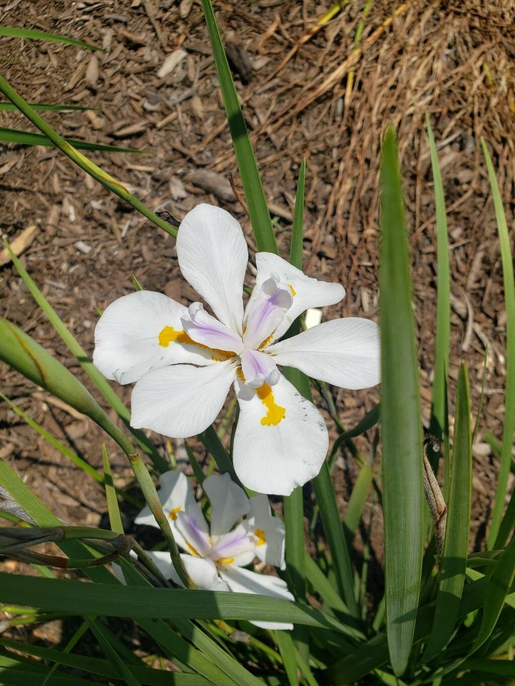 Moraea vegeta flower