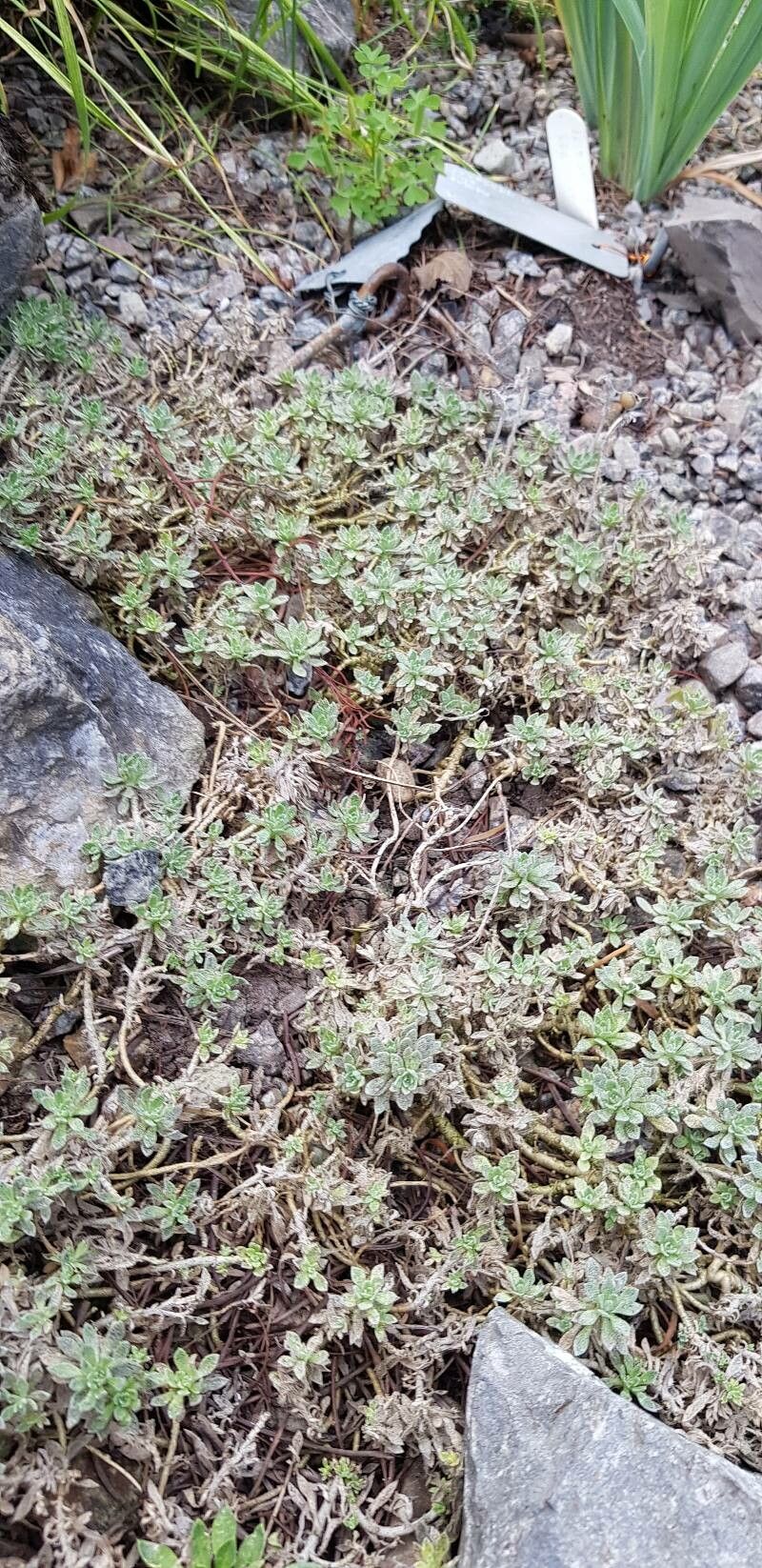 Odontarrhena pateri habit