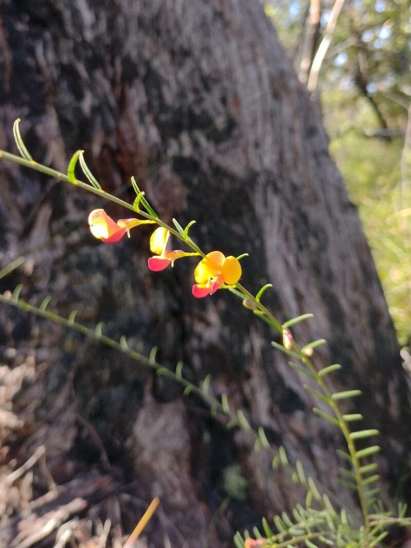 Bossiaea heterophylla habit