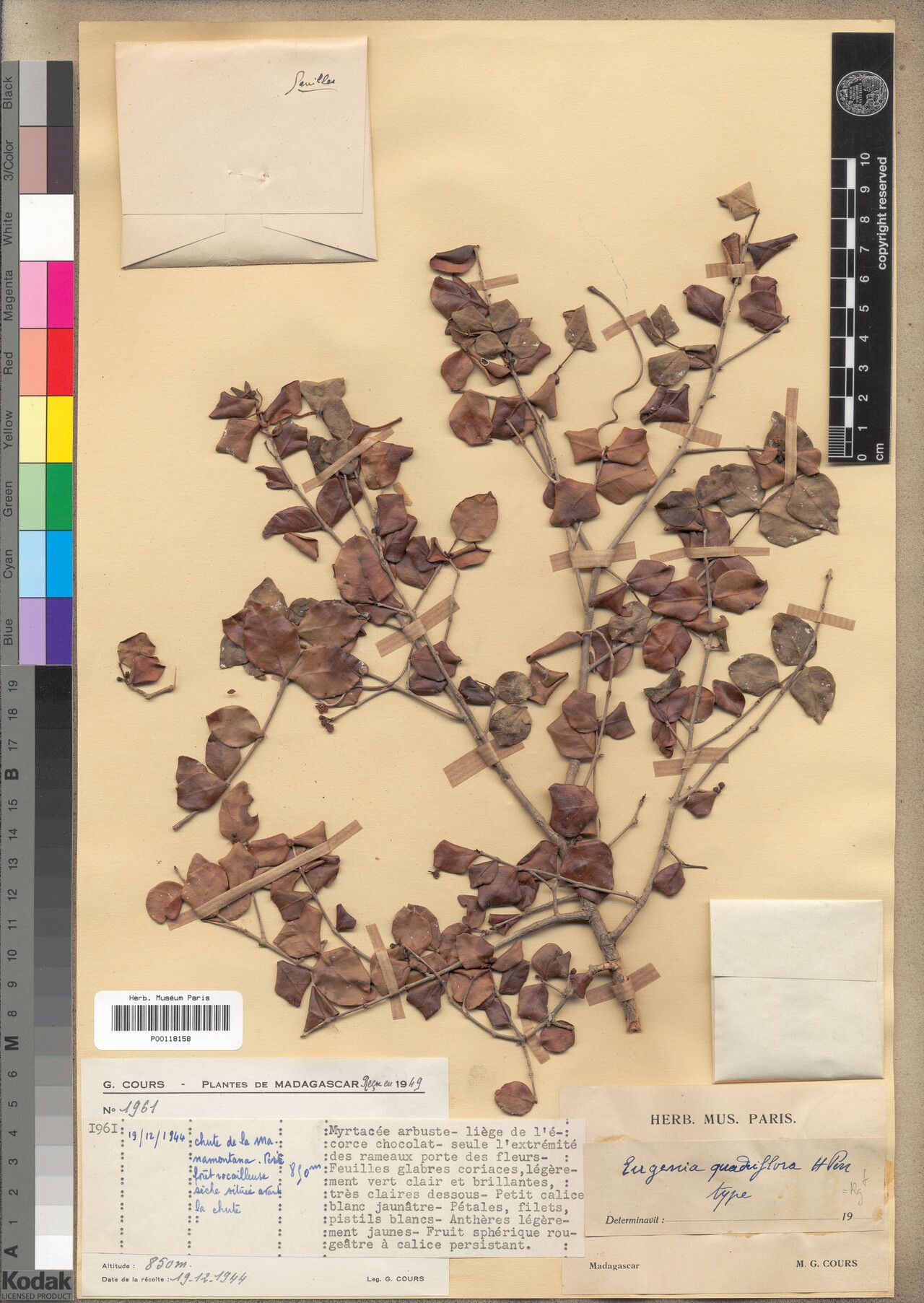 Eugenia quadriflora — houseplant care guide