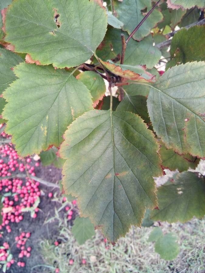 Crataegus succulenta leaf