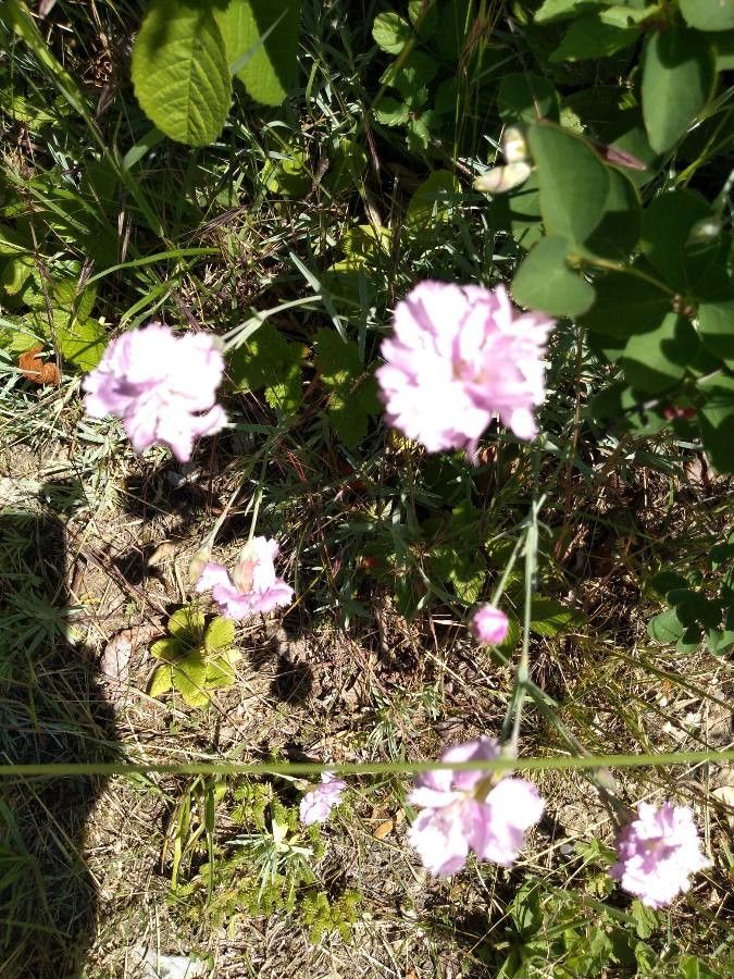 Armeria maritima fruit