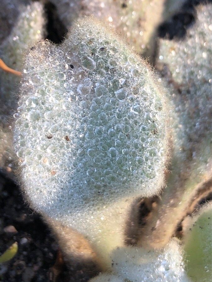 Verbascum phoeniceum leaf