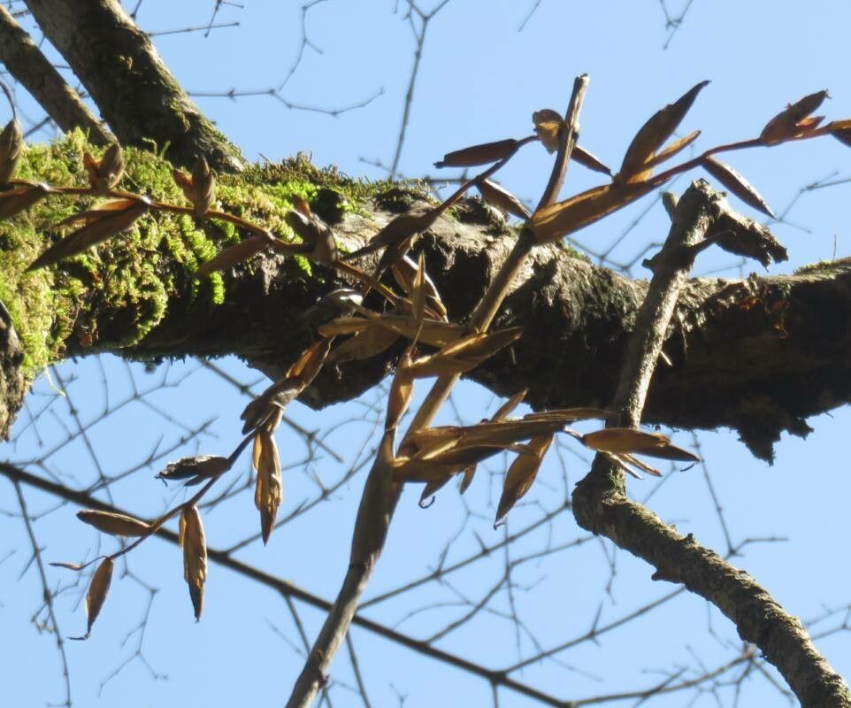 Vriesea friburgensis other