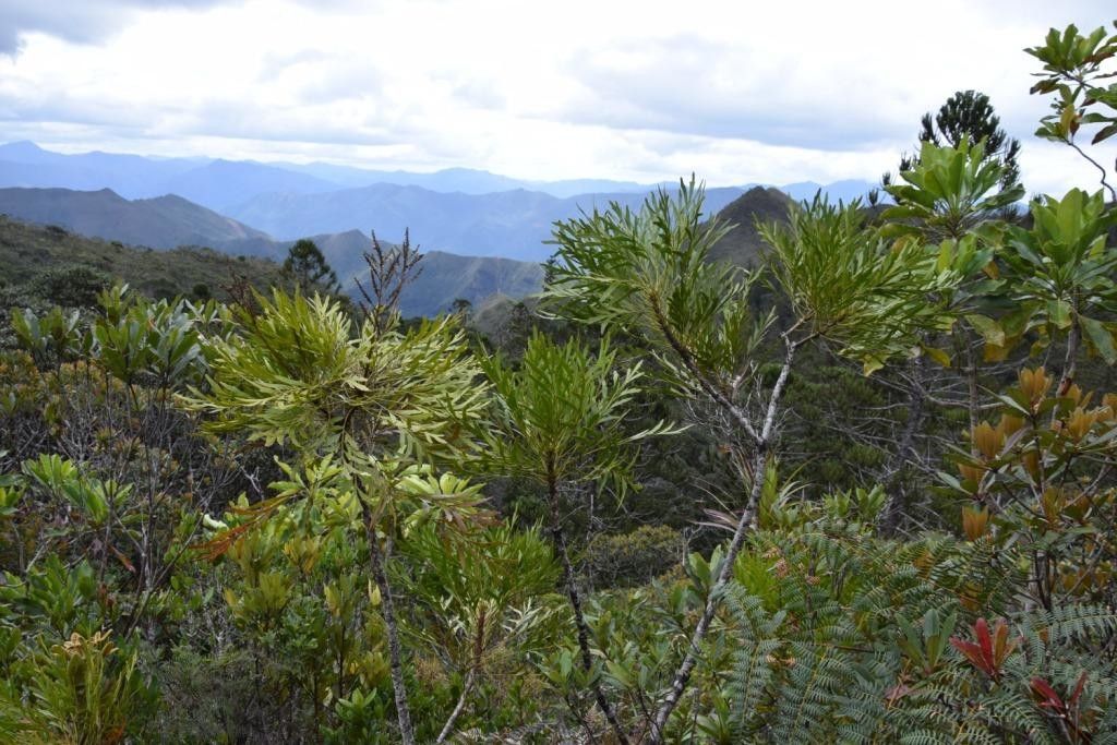 Beauprea pancheri — houseplant care guide