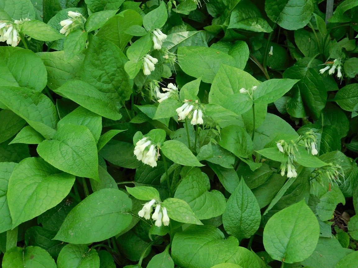 Symphytum ibiricum other